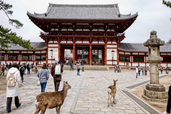 نارا: سفری به دل تاریخ و طبیعت ژاپن